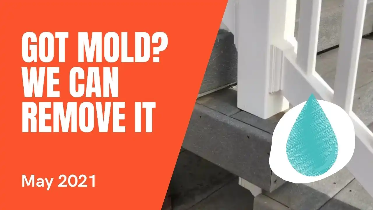 got-mold-we-can-help